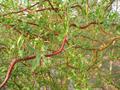 Chinese Willow